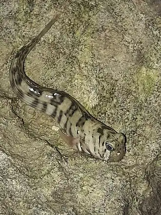 Istiblennius lineatus