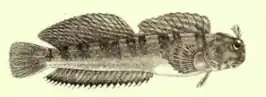 Istiblennius meleagris