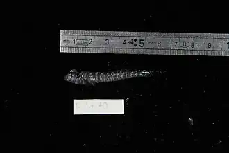 Istiblennius spilotus