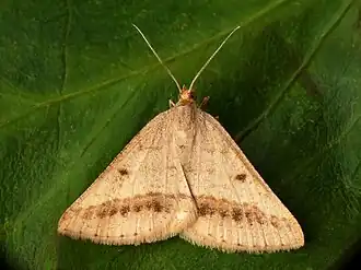 Isturgia arenacearia