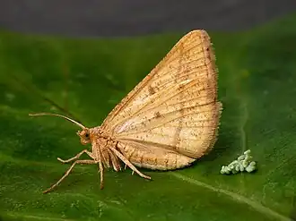 Isturgia arenacearia