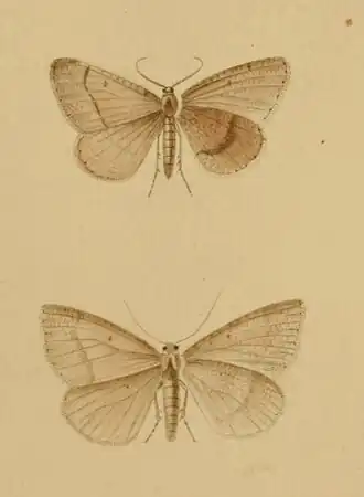 Isturgia spodiaria