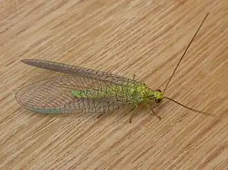 Italochrysa insignis