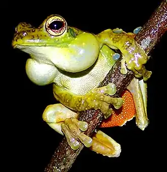 Itapotihyla langsdorffii