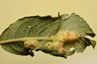 Grote wilgwratgalmug