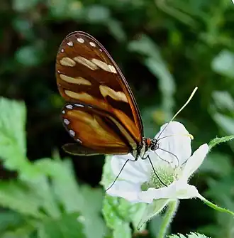 Ithomia heraldica