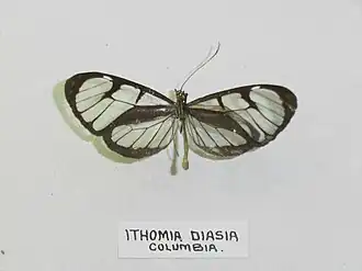 Ithomia diasia