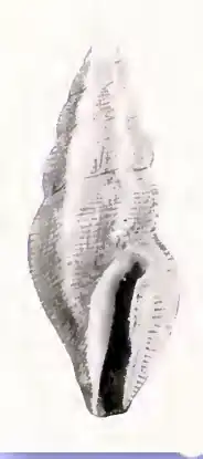 Ithycythara penelope