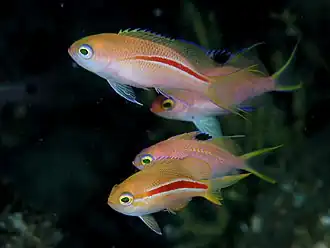 Pseudanthias rubrolineatus