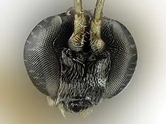 Itoplectis alternans