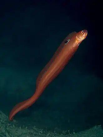 Acanthocepola limbata