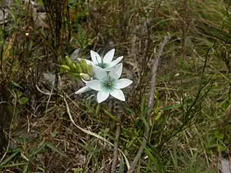 Ixia polystachya