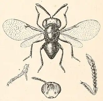 Ixodiphagus texanus
