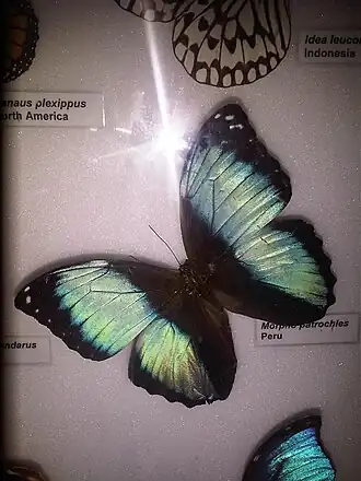 Morpho patroclus