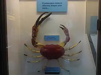 Pseudocarcinus gigas