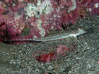 Calliurichthys izuensis