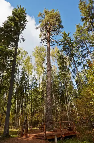 De Koningsden in het natuurreservaat bij Järvselja, meer dan 360 jaar oud
