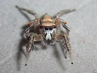 Habronattus aztecanus