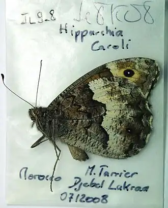 Hipparchia caroli