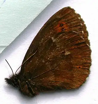 Erebia jeniseiensis