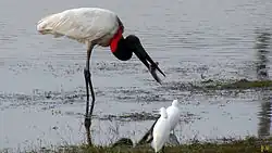 Jabiroe vangt een vis