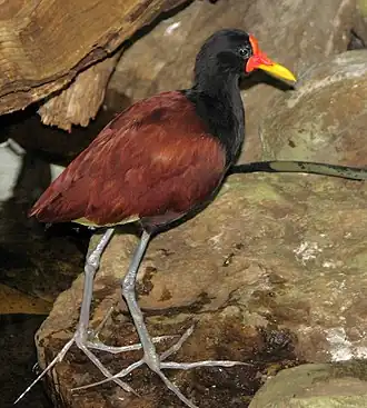 Leljacana in het Bird Kingdom aviary in Niagara Falls, Canada