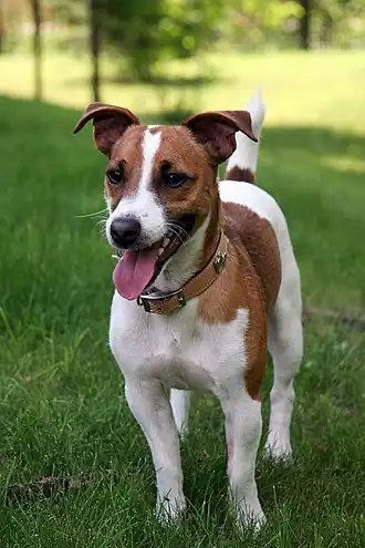 Gladharige jackrussellterriër