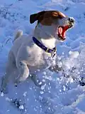 Jackrussellterriër in de sneeuw