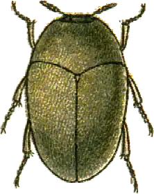 Attagenus seniculus