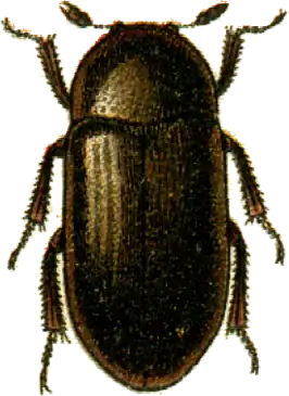 Dermestes bicolor