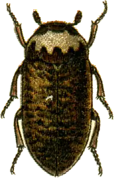 Dermestes coronatus