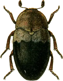 Dermestes dimidiatus
