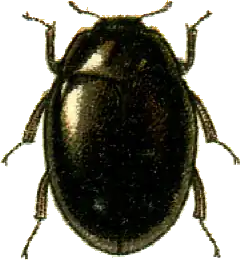 Pelochares versicolor