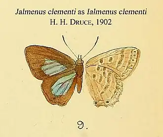 Jalmenus clementi