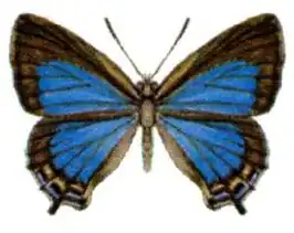 Jalmenus inous