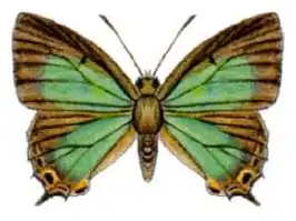 Jalmenus lithochroa