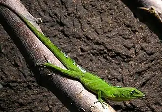 Anolis garmani