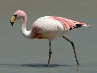 James' flamingo