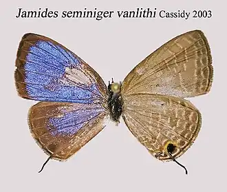 Jamides seminiger