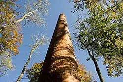 Jan Svenungsson: 8th Chimney (2007)