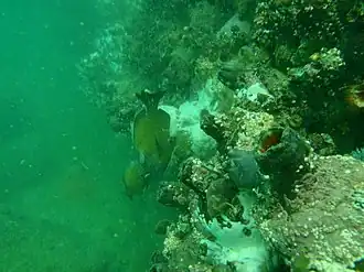 Gymnocrotaphus curvidens