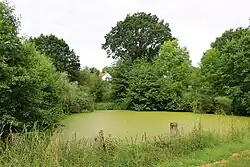 Meertje nabij het dorp (2016)