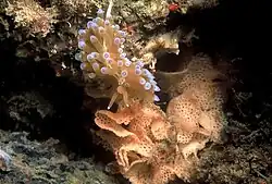 A. cristata op Reteporella grimaldii