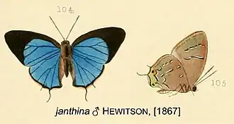 Janthecla janthina