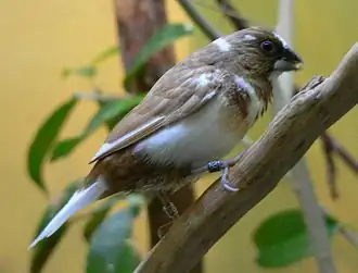 Japanse meeuw (siervogel)