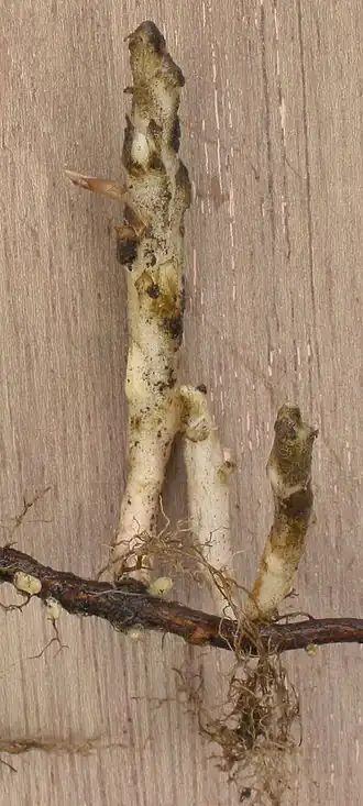 Grondscheuten bij Japanse wijnbes