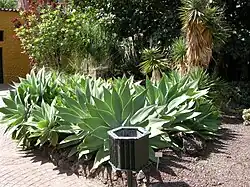 Agave