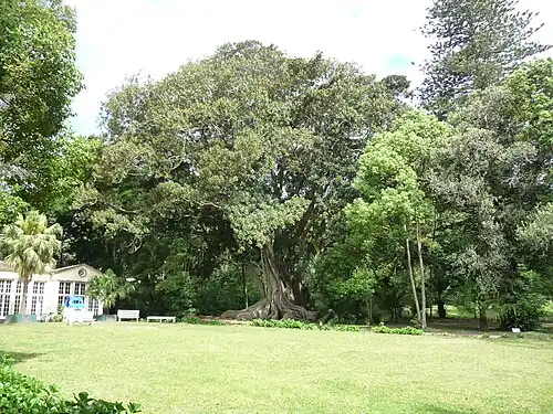 Rubberboom in Jardim José do Canto - Ponta Delgada - São Miguel - Azoren