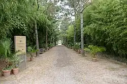 Pad door het bamboebos