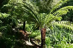 Palmvarens (Cycadales)